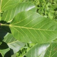 Ficus benghalensis L.